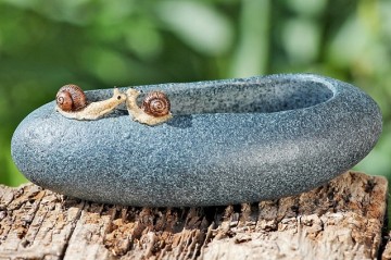 vogeldrinkbak Tamino (slak 2)